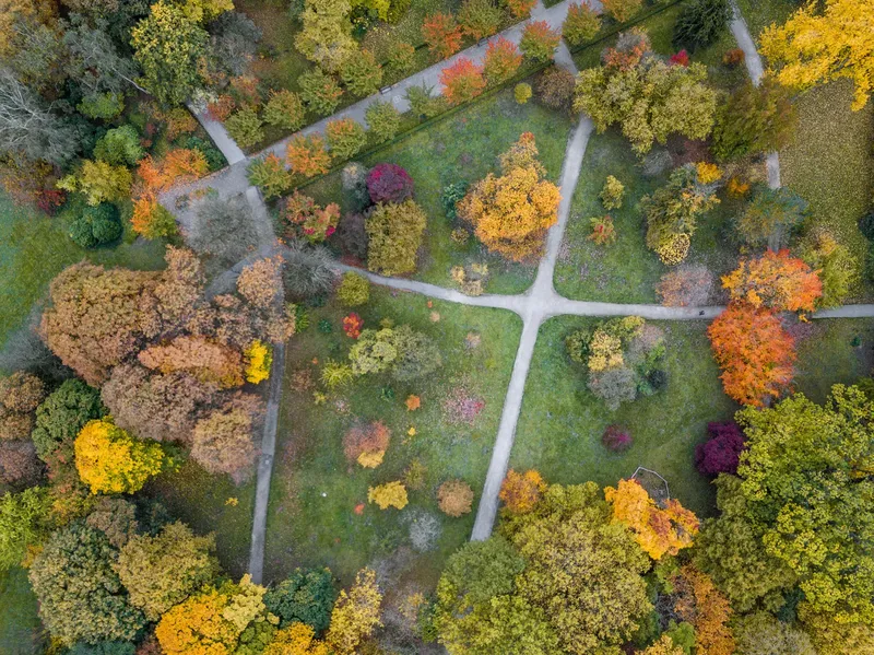 Atemberaubende Drohnenaufnahme des Rombergparks im Herbst: Entdecken Sie das geometrische Wegenetz umgeben von goldenen, orangefarbenen und roten Laubbäumen. Ein faszinierender Einblick in eine der schönsten Parkanlagen mit ihrer beeindruckenden herbstlichen Farbenpracht aus der Vogelperspektive.
